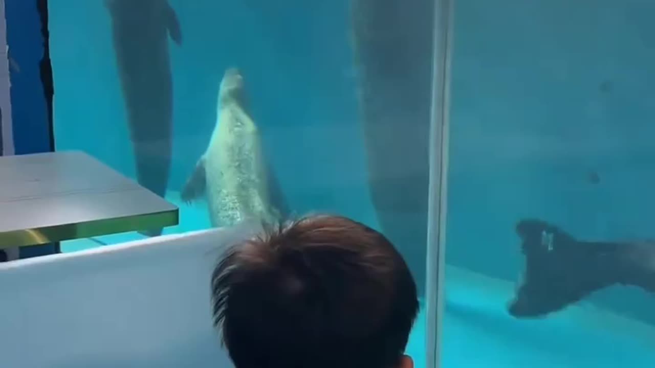 Seals putting on a show 🤣