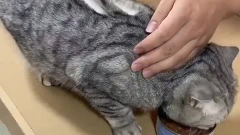 Amazing cat enjoying the wonderful Haircut