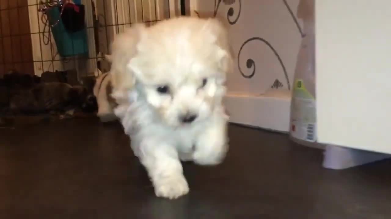 Havanese Puppy Barking