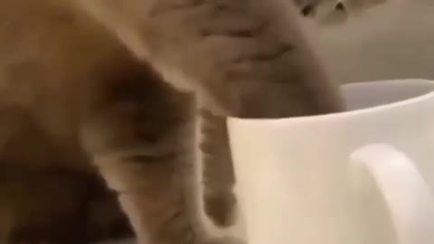 Man did instant karma to the cat. Cat surprised!