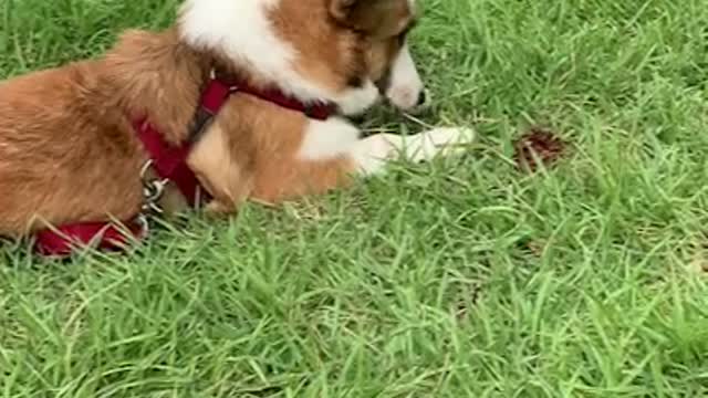 Cute baby Welsh Corgi good