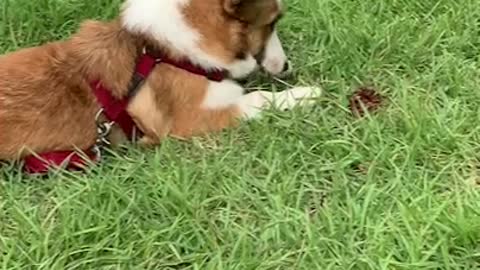 Cute baby Welsh Corgi good