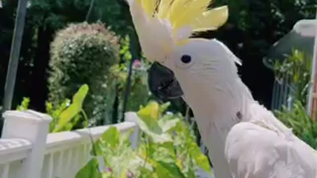Why COCKATOO CALLING OUT HER DAD Succeeds #funny #fyp #shorts