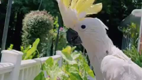 Why COCKATOO CALLING OUT HER DAD Succeeds #funny #fyp #shorts