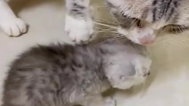 Mama Cat and Baby Kitten Fights Over Food Bowl | Extremely Cute!