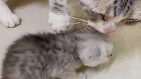 Mama Cat and Baby Kitten Fights Over Food Bowl | Extremely Cute!