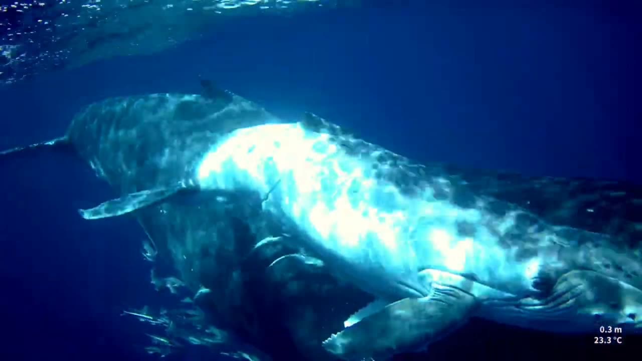 An exceptional encounter - Whale and her calf