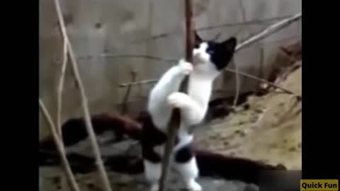 Funny Video Dancing Cats And Dogs