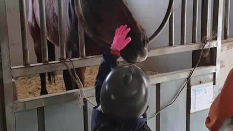 I'm watching baby horses and big horses at a horse riding course in Korea.