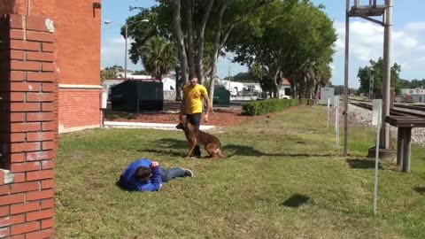 HOW TO DEFENSE AGAINST A DOCK ATTACK DOG TRANING