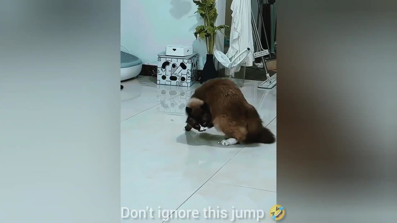 Epic Pet Fails and Funny Animal Antics: Cats, Dogs, and More!