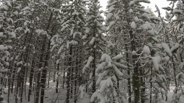 Treadmill Hike: Snowy Norris Geyser Basin, Yellowstone National Park