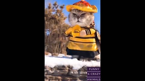 Bee Puppy 🐶 Cutest Pets And Funny Animals Compilation #44 - Funny and Crazy Animals Life