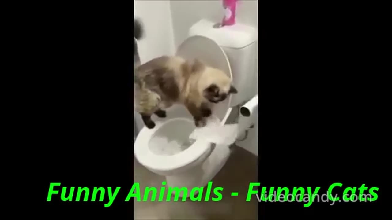 Funny animals - Funny cats / dogs - Funny animal videos 2024 - Happy Pet