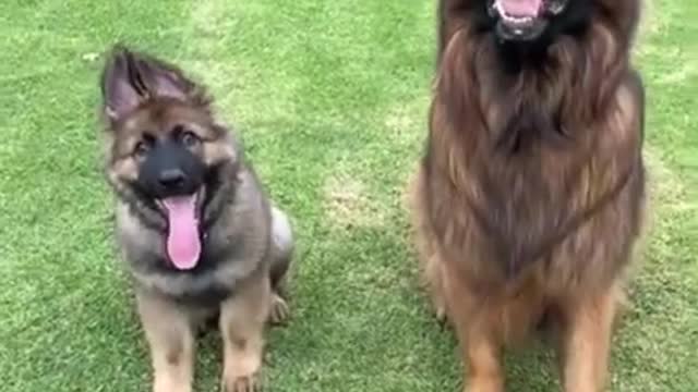 Smart Dogs Training