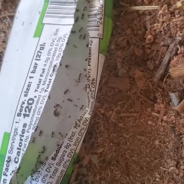 The 🐜 ant army is eating everything in this wrapper