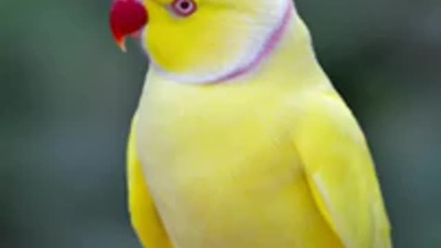 Cute birds