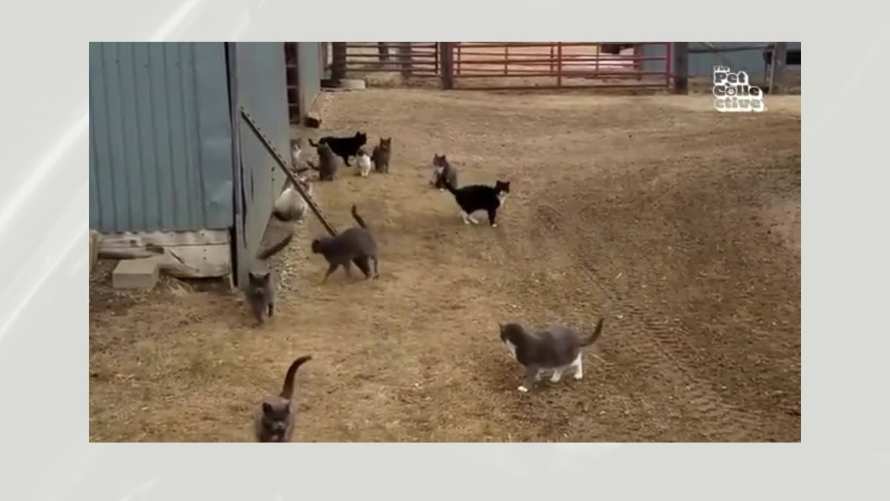 Funny Animals Antics