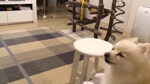 TOP ten dog barking videos compilation 2016 ♥ Dog barking sound - Funny dogs