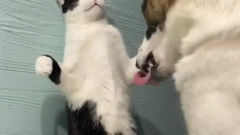 Funny Pets,Play cat With dog