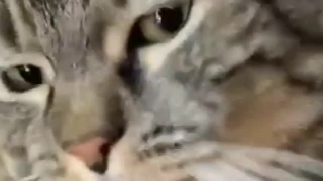 Cat Has A Really Funny Way Of Telling Her Owner She's hungry