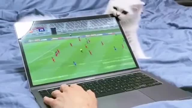 Cat Funny Moment Video Clip || Cat Funny Scene Video || Cat Video || Cat Laughing Clip