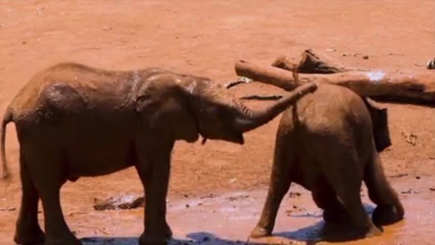 two baby elephants.