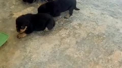 My newly born Puppies are growing faster and happy to see outside