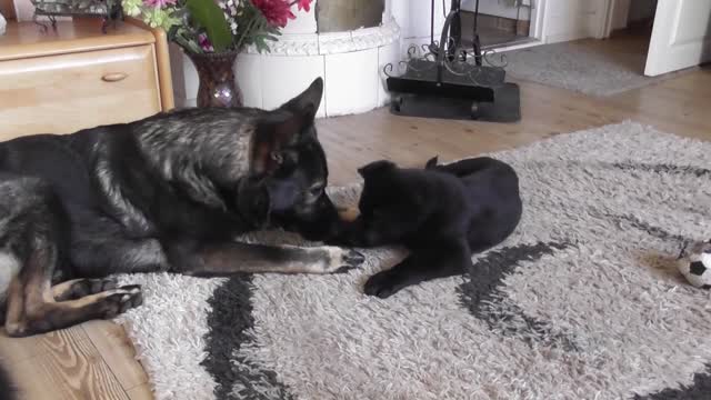 Dog meets Puppy