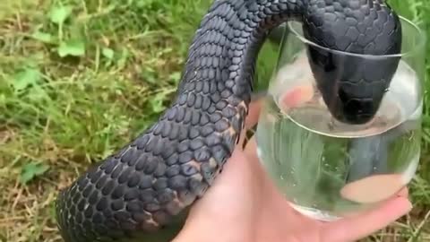 Snake eating water