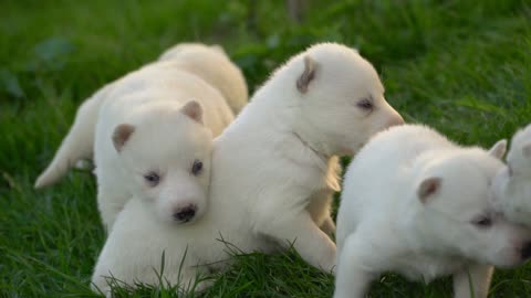 Several cute dogs from different angles