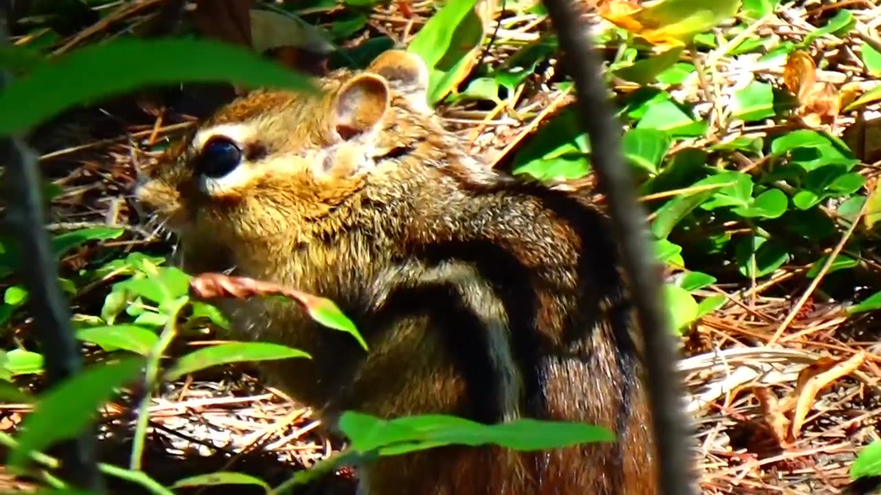 Chipmunk