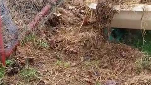 2 Moscovys & A Chick Episode 22 the three Amigos!!