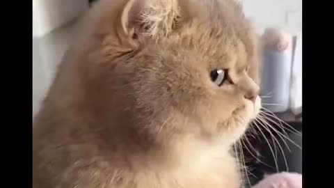 Funny cat