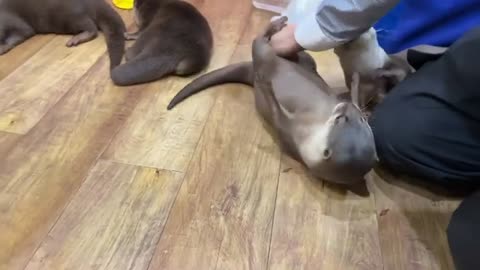 He begs for playing about 30 times a day
