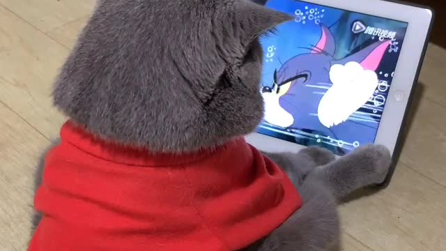 My cat likes to watch cartoon cards. Tom and Jerry