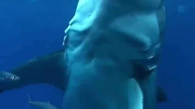 Biggest Shark Caught on cam ! 😱😳