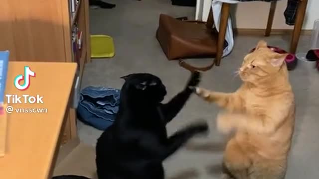 Cute Fight between two cats #funny