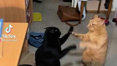 Cute Fight between two cats #funny