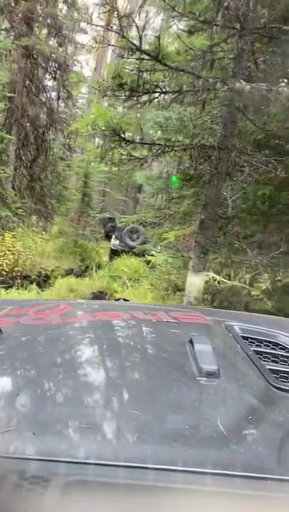 Sherpa One on the trail in Alpine Muskeg