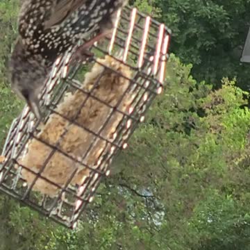 This Starling sure ain't starving