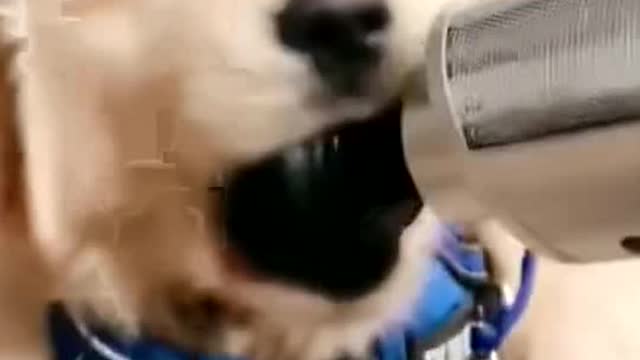 When your dog wants to try a handheld massager