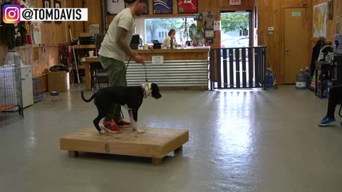 How to Train all kinds of DOGS the basics- Training foundation