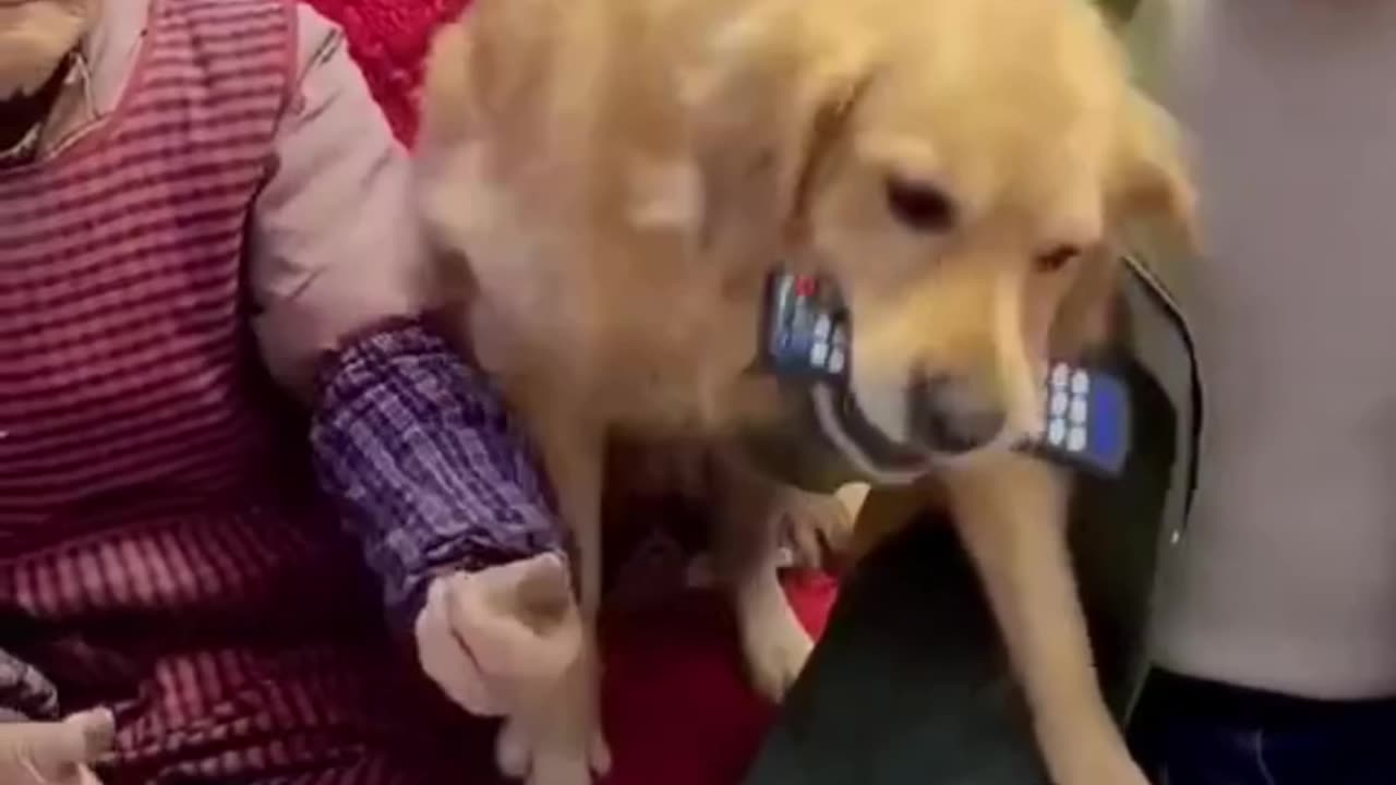 Dog New Funny Video