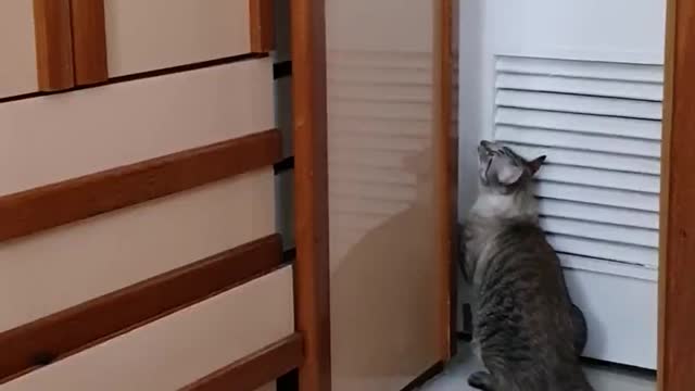 Clever Cat Can Open Doors