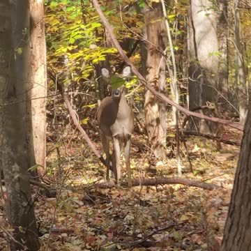 Hood fights in nature, bet they won't.