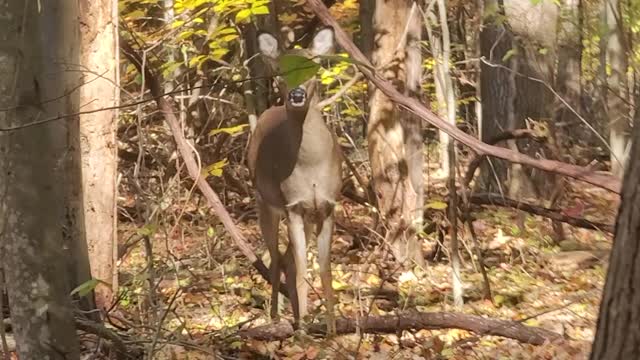 Hood fights in nature, bet they won't.