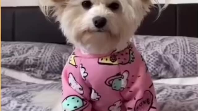 Top Funny Cute Dog Videos and TIKTOK Compilation #short