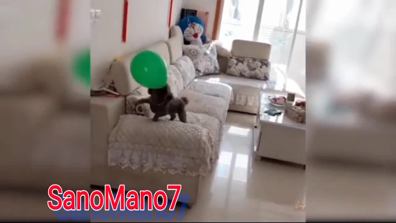 Dog playing with Balloon