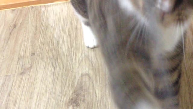 cat is playing with string